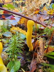 Clavulinopsis amoena