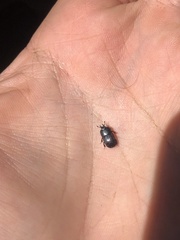 Hololepta