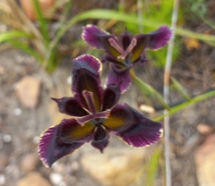 Moraea lurida