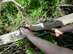 Regina septemvittata