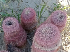 Echinocereus pectinatus pectinatus