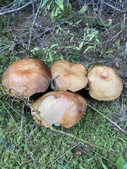 Cyanoboletus pulverulentus