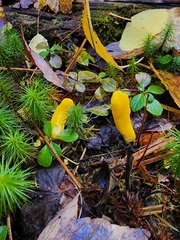 Clavulinopsis amoena