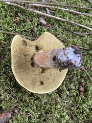 Cyanoboletus pulverulentus