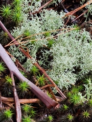 Cladonia subtenuis