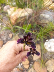 Moraea lurida