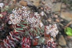 Crassula rupestris