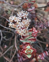 Crassula rupestris