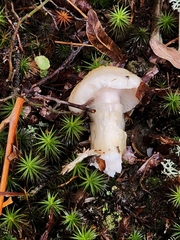 Cortinarius caperatus