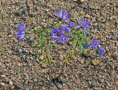 Dieteria bigelovii