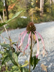 Echinacea laevigata