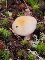 Cortinarius caperatus
