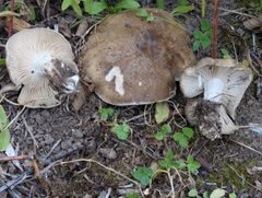 Lyophyllum loricatum