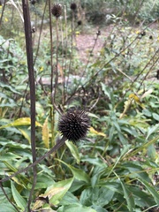 Echinacea laevigata