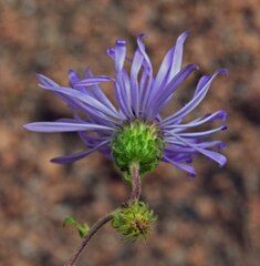 Dieteria bigelovii