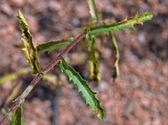 Dieteria bigelovii