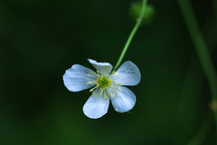 Ranunculus platanifolius