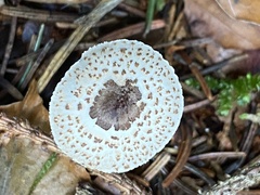 Lepiota felina