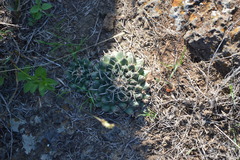 Mammillaria magnimamma
