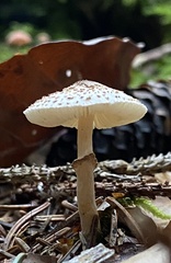 Lepiota felina