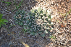Mammillaria magnimamma