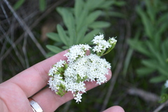 Stevia serrata