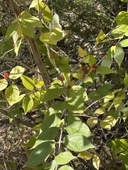 Lonicera