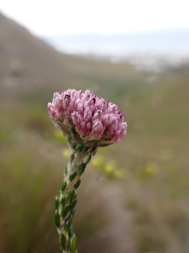 Image of Metalasia cymbifolia by (c) Ren Hoekstra, some rights reserved (CC BY)