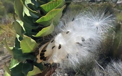 Gomphocarpus cancellatus