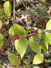 Lonicera