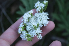 Stevia serrata