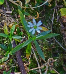 Stellaria longipes
