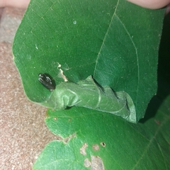 Choreutis nemorana
