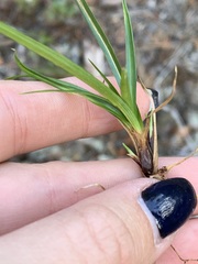 Carex concinnoides