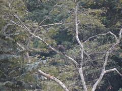 Spizaetus tyrannus
