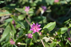 Gomphrena serrata