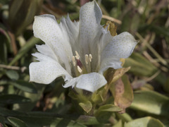 Gentiana newberryi tiogana