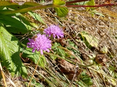Knautia dipsacifolia