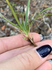 Carex concinnoides