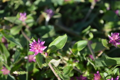 Gomphrena serrata