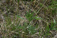 Potentilla gracilis fastigiata