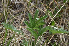 Potentilla gracilis fastigiata