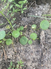 Hydrocotyle bonariensis