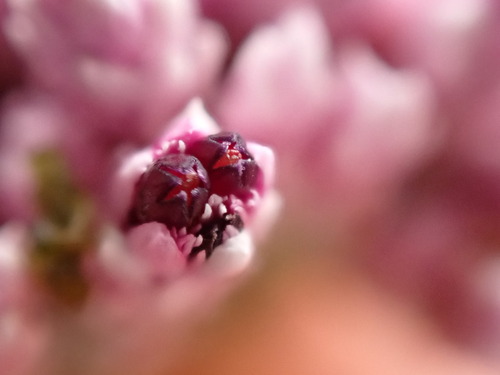 Image of Metalasia cymbifolia by (c) Ren Hoekstra, some rights reserved (CC BY)
