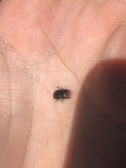 Hololepta