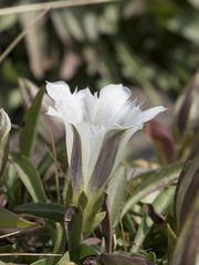 Gentiana newberryi tiogana