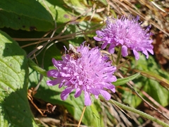 Knautia dipsacifolia