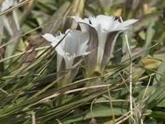Gentiana newberryi tiogana
