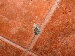 Eucoptocnemis optabilis