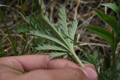 Potentilla gracilis fastigiata